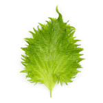 Hojas shiso verde.jpg