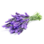 Lavanda.jpg