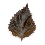 Hojas shiso morado.jpg